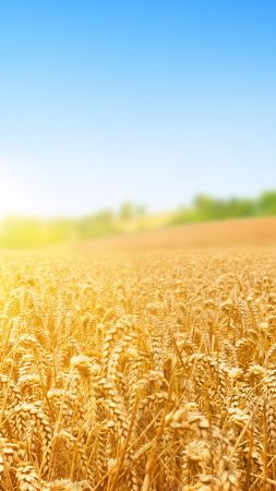 пшеница, поле, природа, небо (vertical)