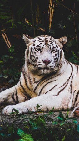 белый тигр (vertical)