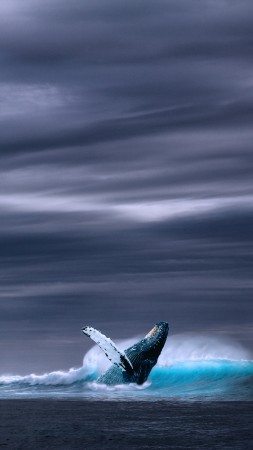 кит, океан, небо (vertical)
