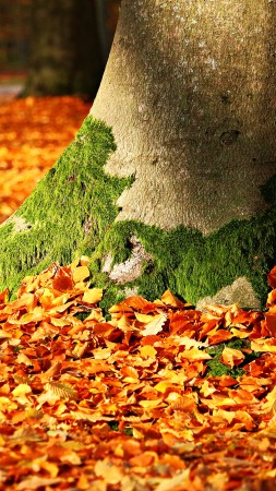 листья, дерево, осень (vertical)