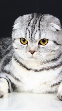 шотландская вислоухая, кошка, котенок, серый, шерсть, милый, животное, питомец (vertical)