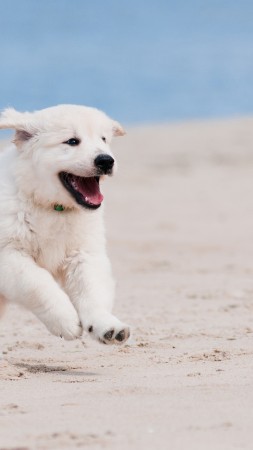 Собака, щенок, взгляд, глаза, белый, животное, питомец (vertical)