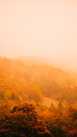 туман, осень, лес, деревья, горы (vertical)