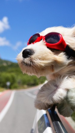 Собака, щенок, дорога, забавный, очки, шерсть, небо, природа (vertical)