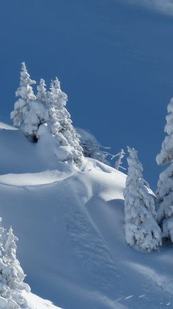снег, зима (vertical)