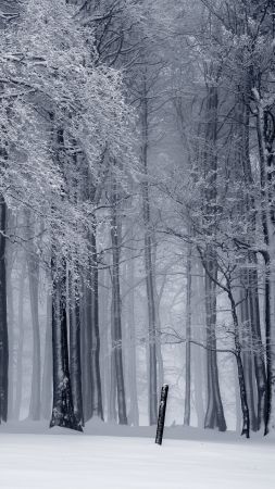 деревья, снег, зима (vertical)