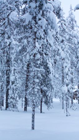 деревья, снег (vertical)