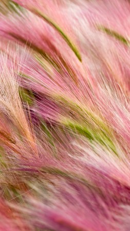 трава, 5k, 4k, 8k, поле, ветер, розовый (vertical)
