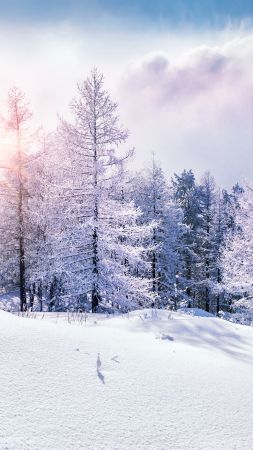 лес, зима (vertical)