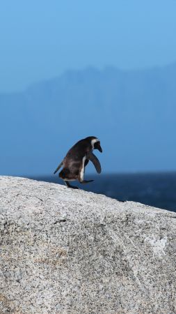 пингвин (vertical)