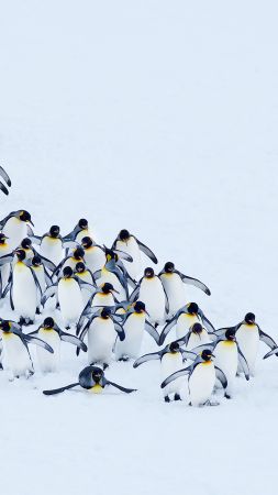 пингвины (vertical)