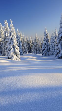 лес, снег, зима (vertical)