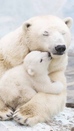 полярные медведи (vertical)