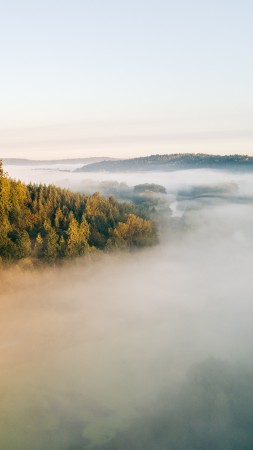 Лес, туман (vertical)