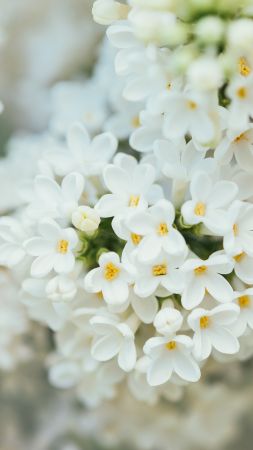 Белые цветы (vertical)