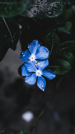 цветы, голубой цветок (vertical)