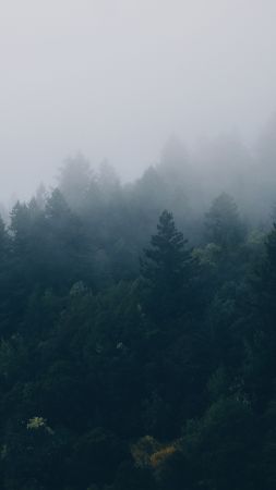 Скандинавия, лес (vertical)