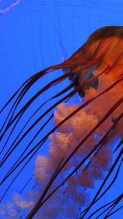 медуза, 4k, 5k, атланта, джорджия, аквариум, вода, синяя, голубая, оранжевая (vertical)