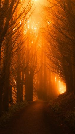 деревья, свет, оранжевый, лес, закат (vertical)