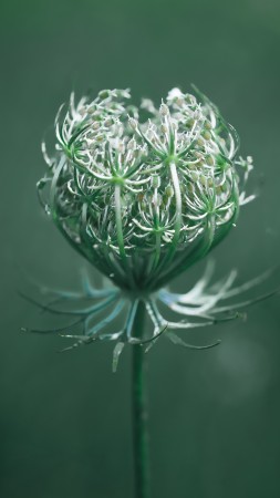 цветок, зеленый, макро (vertical)