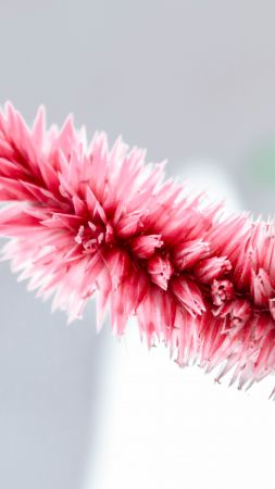 цветок, розовый (vertical)
