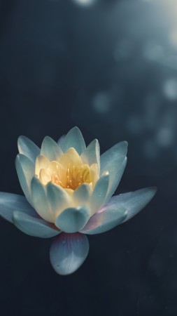 лилия, белый, цветок (vertical)