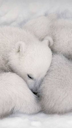 белый медведь, белый, медведь (vertical)
