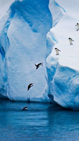 пингвин, лед, зима (vertical)