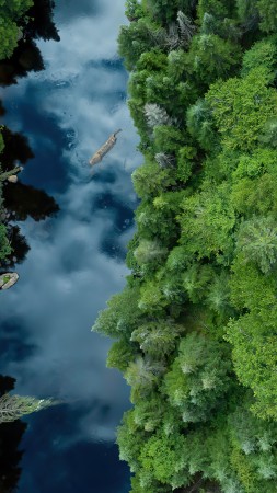 река, лес, деревья, зеленый, Канада (vertical)