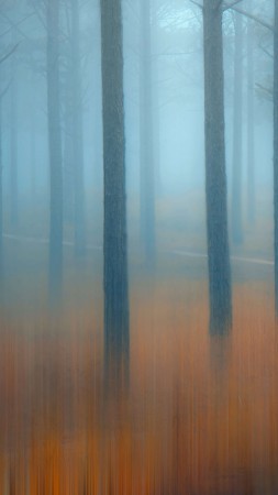 лес, деревья, туман (vertical)