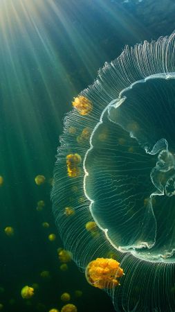 медуза (vertical)