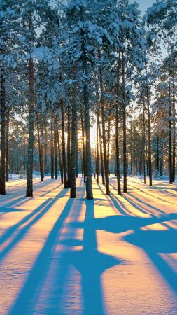 зима, лес, снег, деревья, закат (vertical)