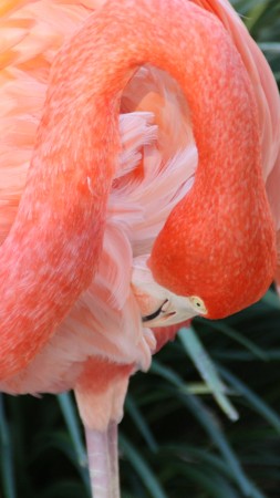 фламинго, HD, 4k, сан диего, зоопарк, птица, красные, перья, туризм, водоем (vertical)