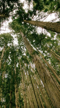 лес, 5k, 4k, деревья, зеленый, обои (vertical)