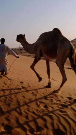 верблюд, пустыня, караван, дюна, Абу Даби (vertical)