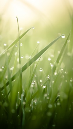 Трава, 4k, HD, зеленая, роса, капли, солнце, лучи (vertical)