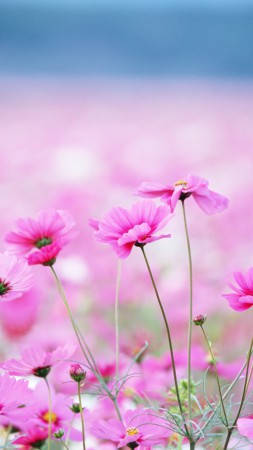 Полевые цветы, HD, 4k, поле, розовый, цветок (vertical)
