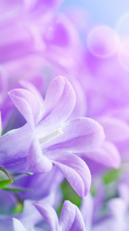 Утренняя глория, 5k, 4k, 8k, фиолетовый, цветы, лучи (vertical)