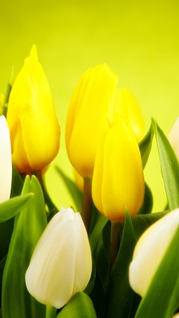 Тюльпан, 4k, HD, Весна, цветок, желтый (vertical)