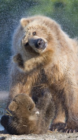 Медведи, вода, моются (vertical)