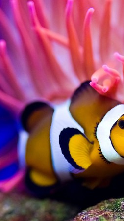 Рыба-клоун, дайвинг, Красное море, кораллы, лучшее в мире место для дайвинга (vertical)