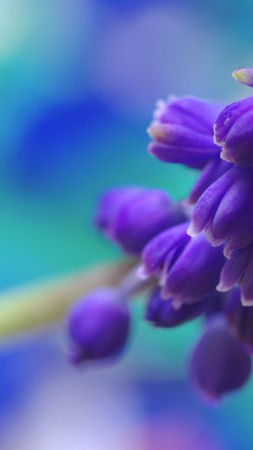 Мускари, 5k, 4k, цветы, фиолетовый (vertical)