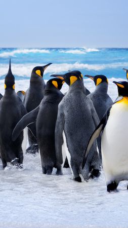 Пингвин, снег, океан, милые животные, забавный (vertical)