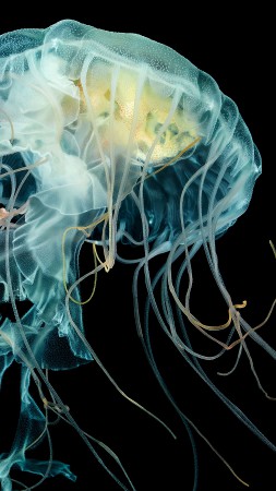 Волосистая цианея, 4k, HD, подводный мир (vertical)
