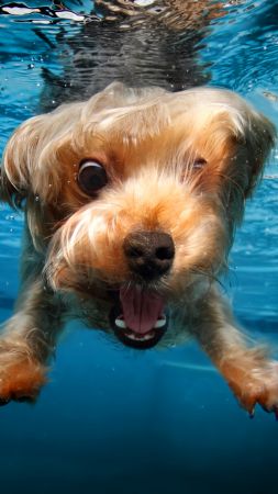 терьер, собака, под водой, милые животные, забавный (vertical)