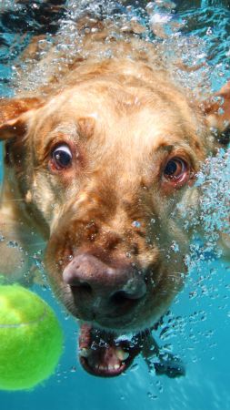 Лабрадор, собака, под водой, милые животные, забавный (vertical)