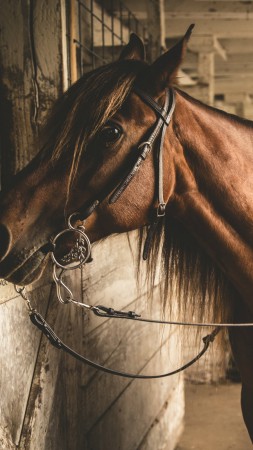 Лошадь, конюшня, коричневый, милые животные (vertical)