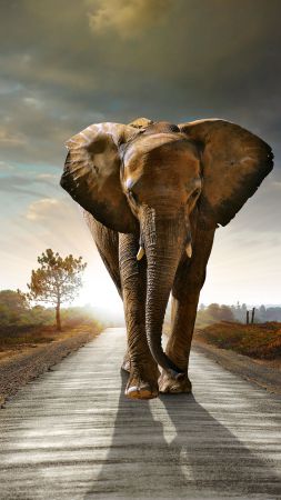 Слон, закат, дорога, природа (vertical)
