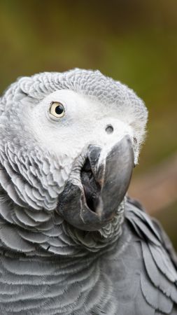 Жако, Африканский серый попугай, милые животные, забавный, размытие (vertical)