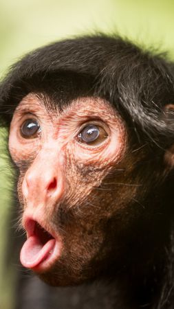 Шимпанзе, обезьяна, милые животные, забавный (vertical)